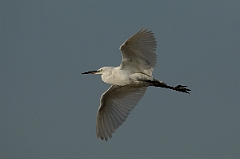 David Plant Photography - Wildlife Photography - Little egret - M